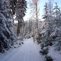Nad Chotčinami (Skřípiny - Polánka mysl.)