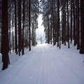 Nad Chotčinami (Skřípiny - Polánka mysl.)